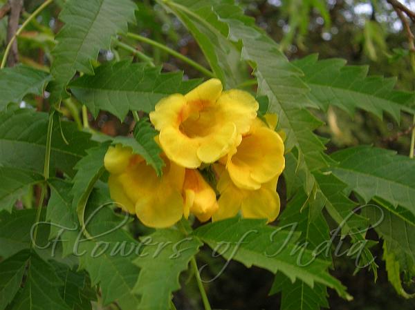 Narrow-Leaf Yellow Bells
